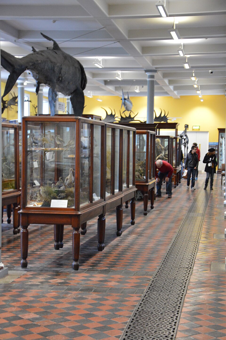 A photograph of National Museum of Ireland, Merrion Street