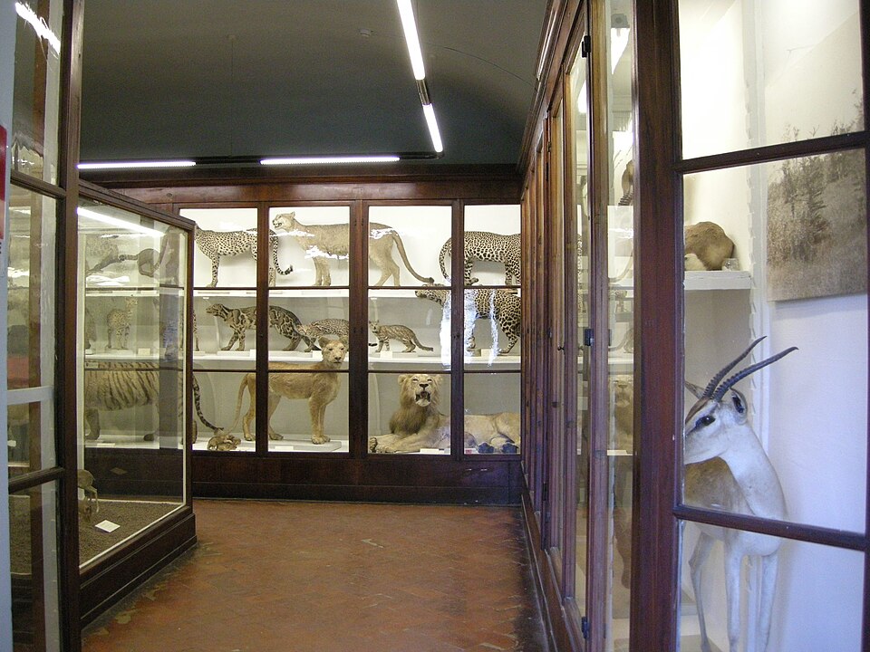 A photograph of Università di Firenze Museo Zoologico "La Specola"