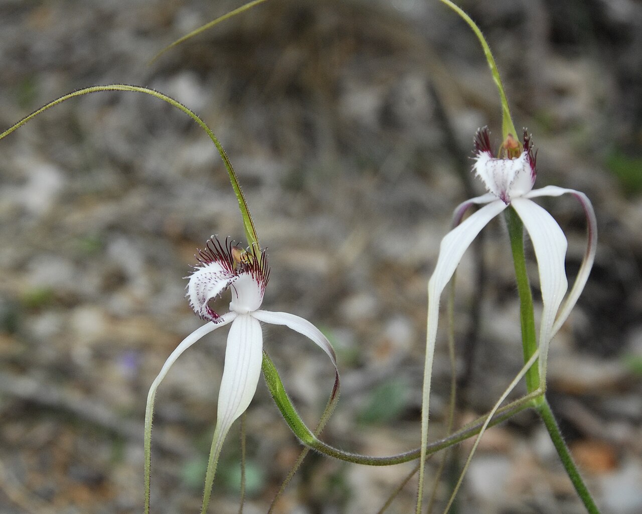Ein Foto von John Forrest National Park