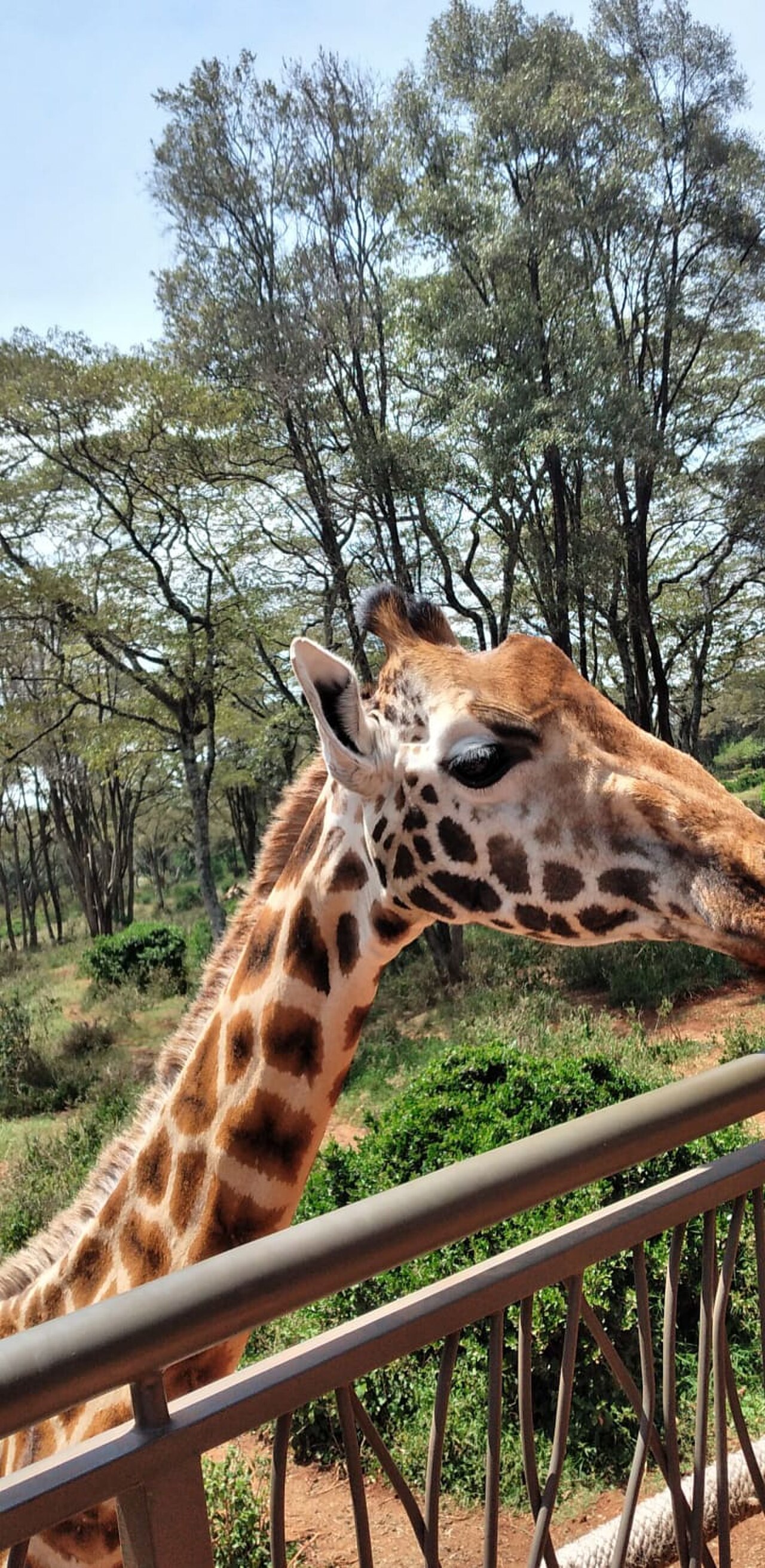 صورة Giraffe Centre