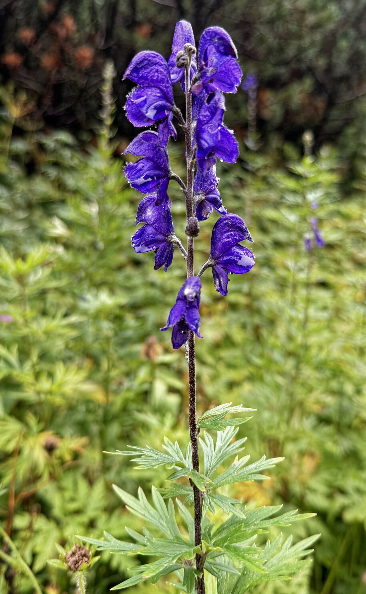 Alpengarten fotoğrafı