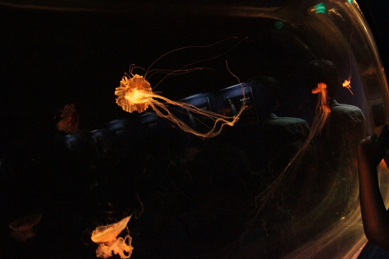 Shanghai Ocean Aquarium fotoğrafı