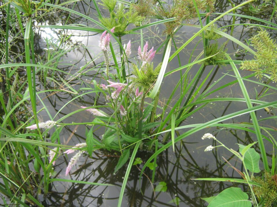 A photograph of Delta Reserve
