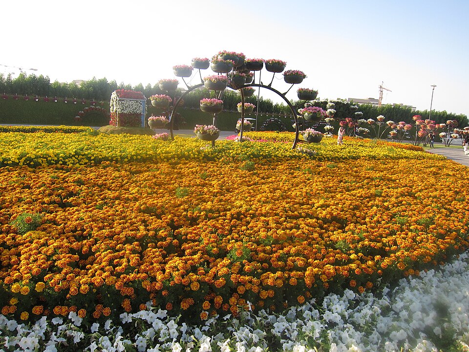 A photograph of Dubai Miracle Garden