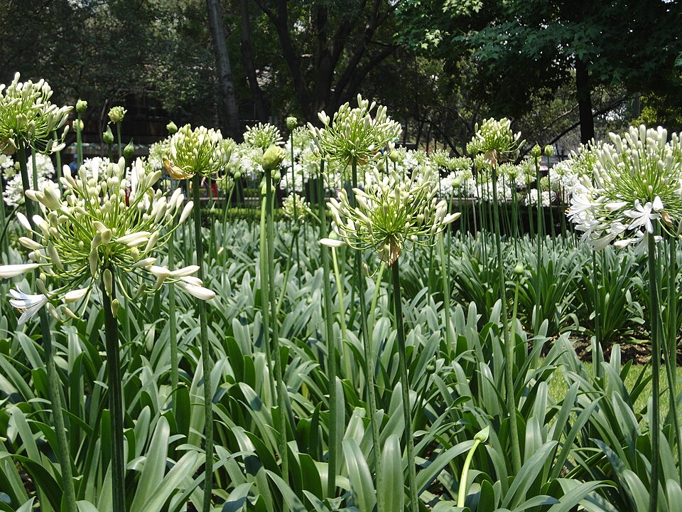 A photograph of Parque Lincoln