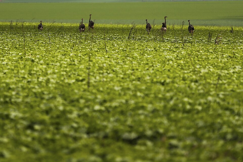 A photograph of Greater Rhea