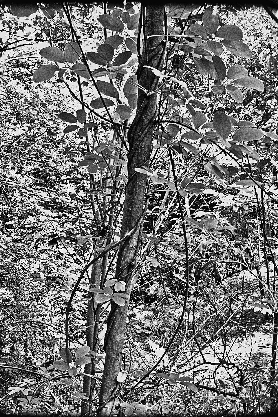 A photograph of Experimental Garden Jean Massart