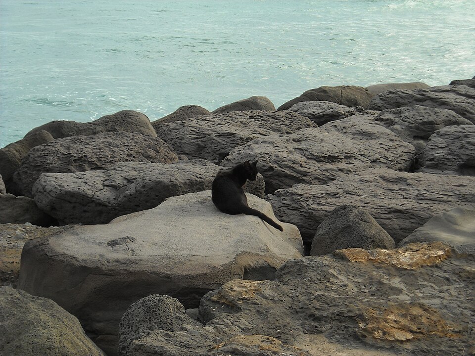 A photograph of Kakaako Waterfront Park