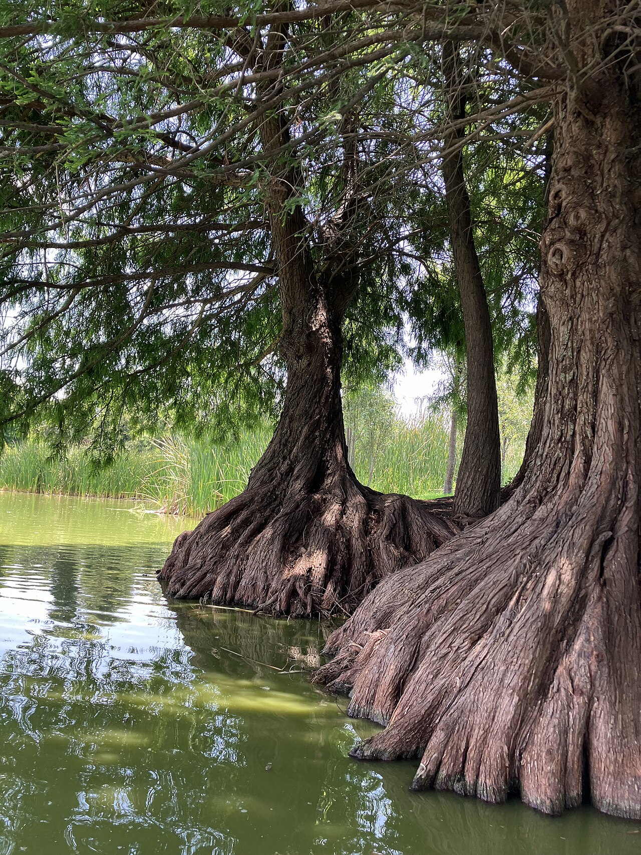 Une photographie de Xochimilco