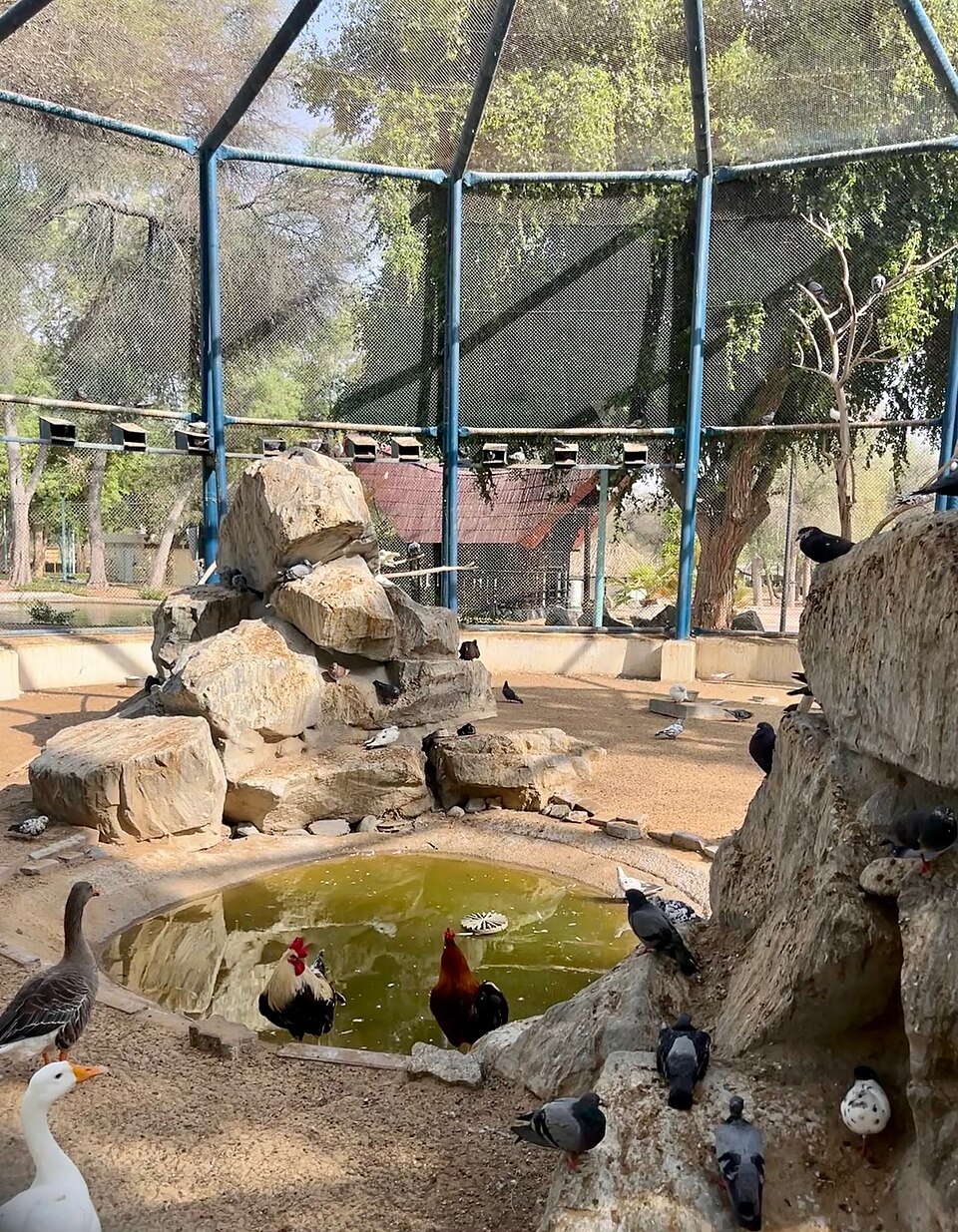 A photograph of Mushrif Park