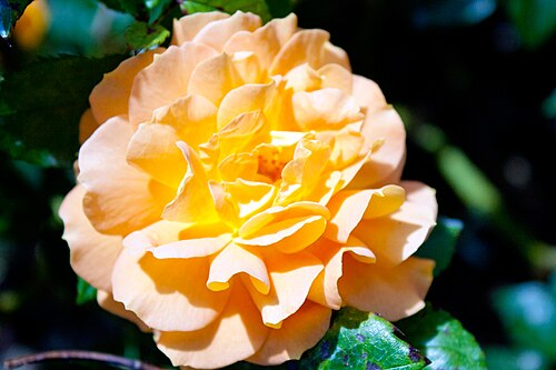 Victorian State Rose Garden