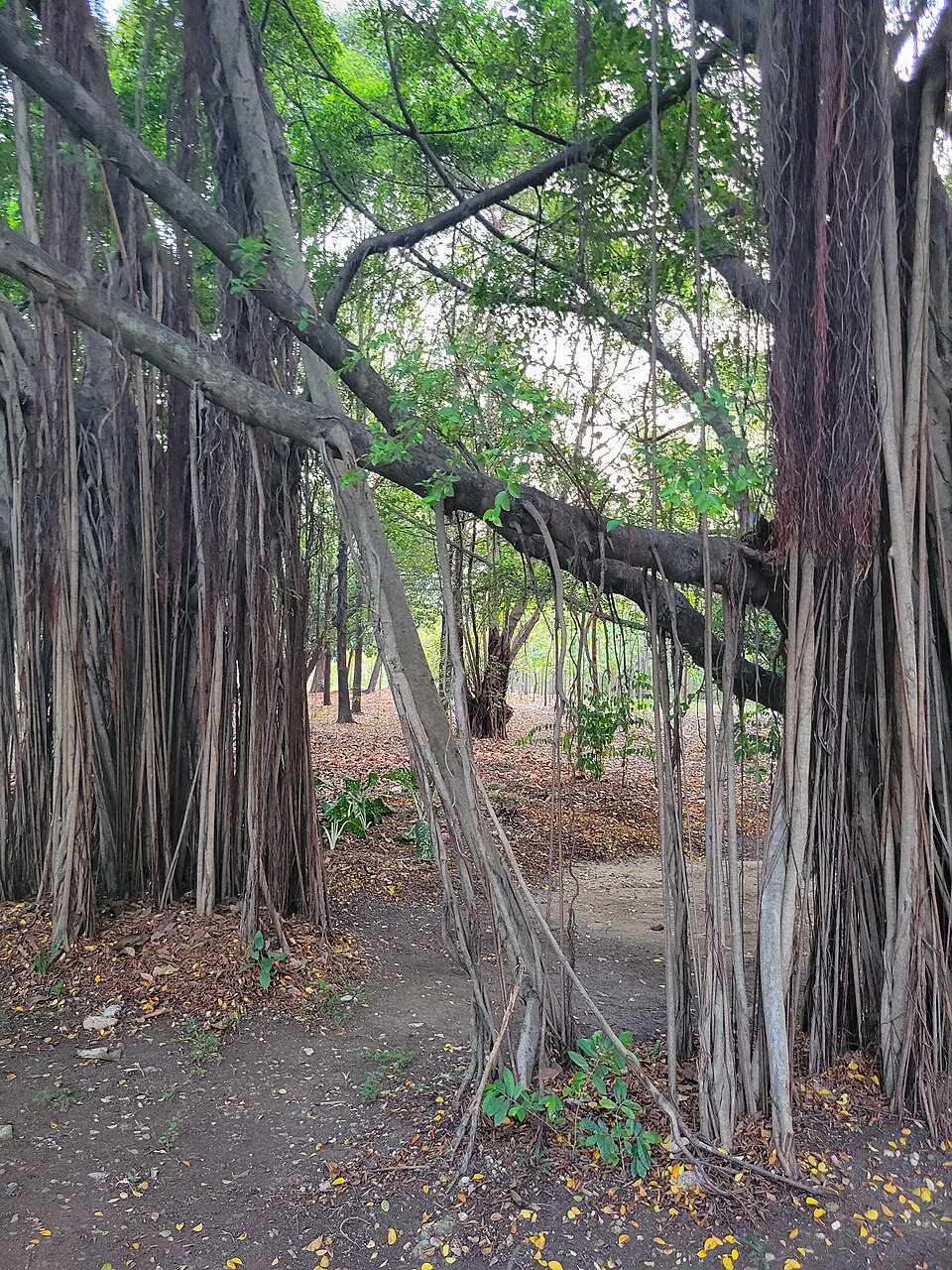 A photograph of Wachirabenchathat Park