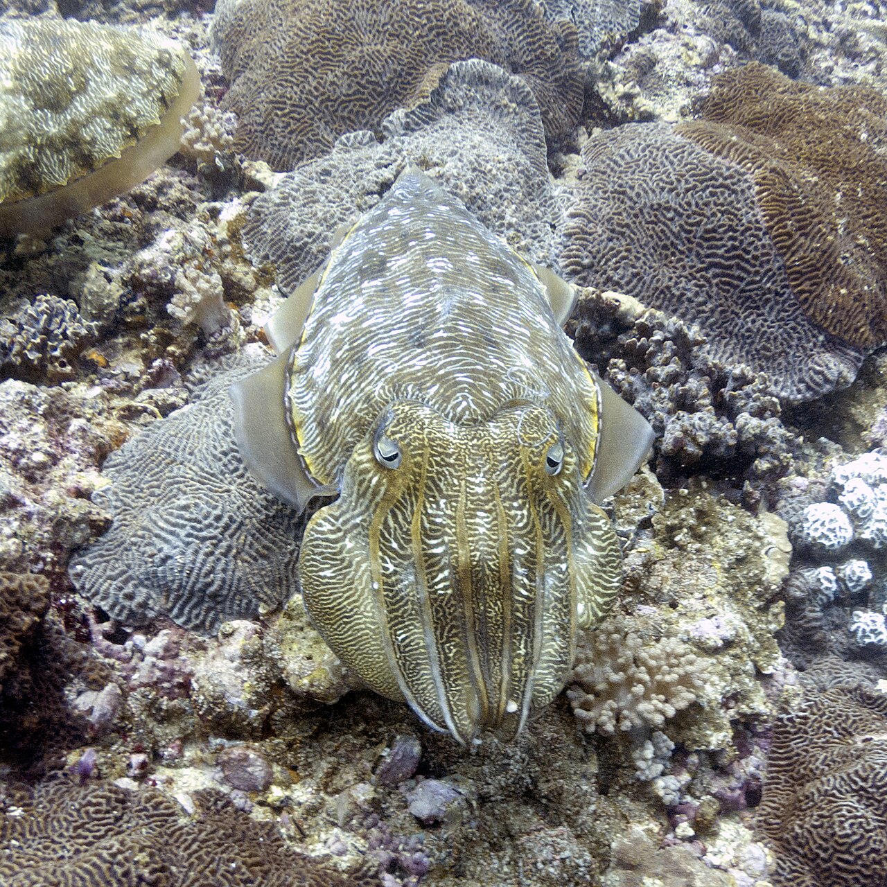 صورة Daymaniyat Islands Nature Reserve
