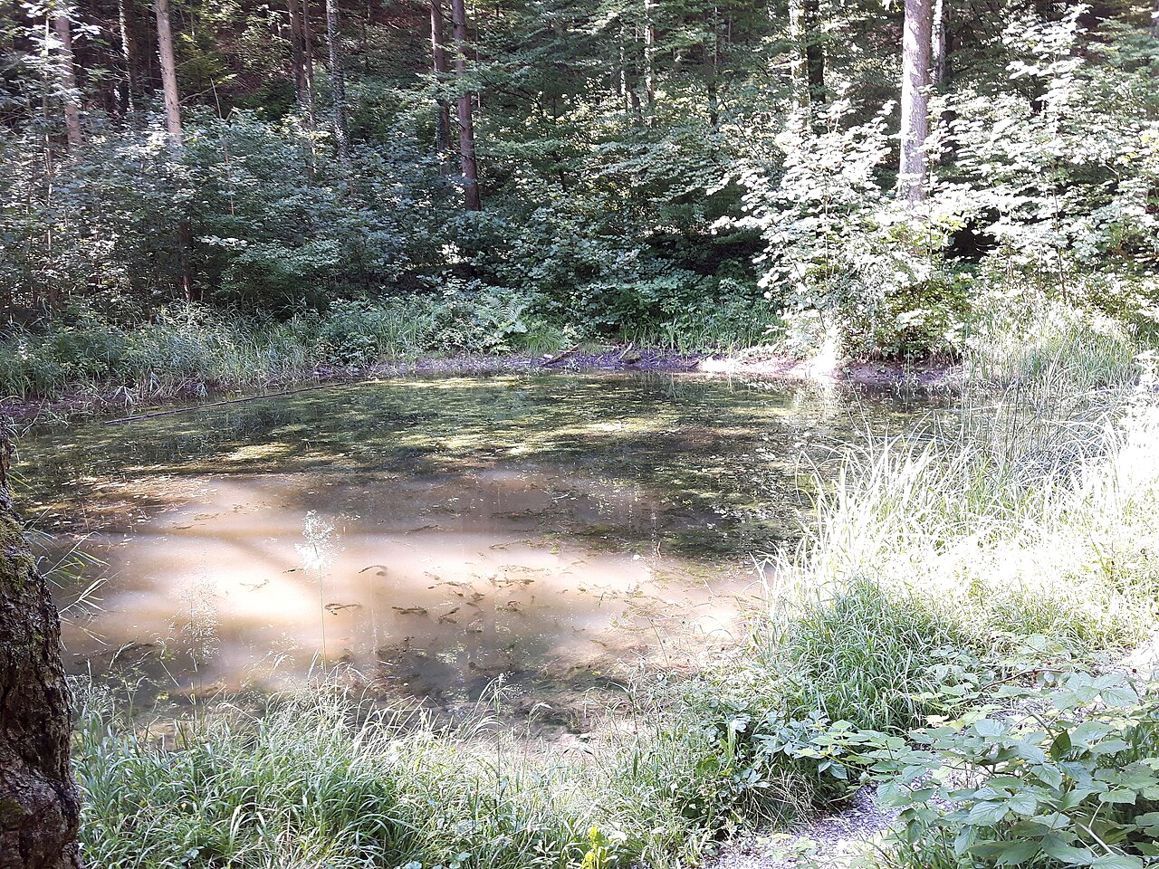Ein Foto von Gubrist