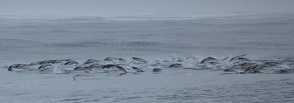 A photograph of Jumping Dolphins