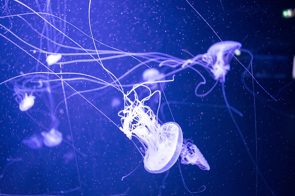A photograph of Aquarium Berlin