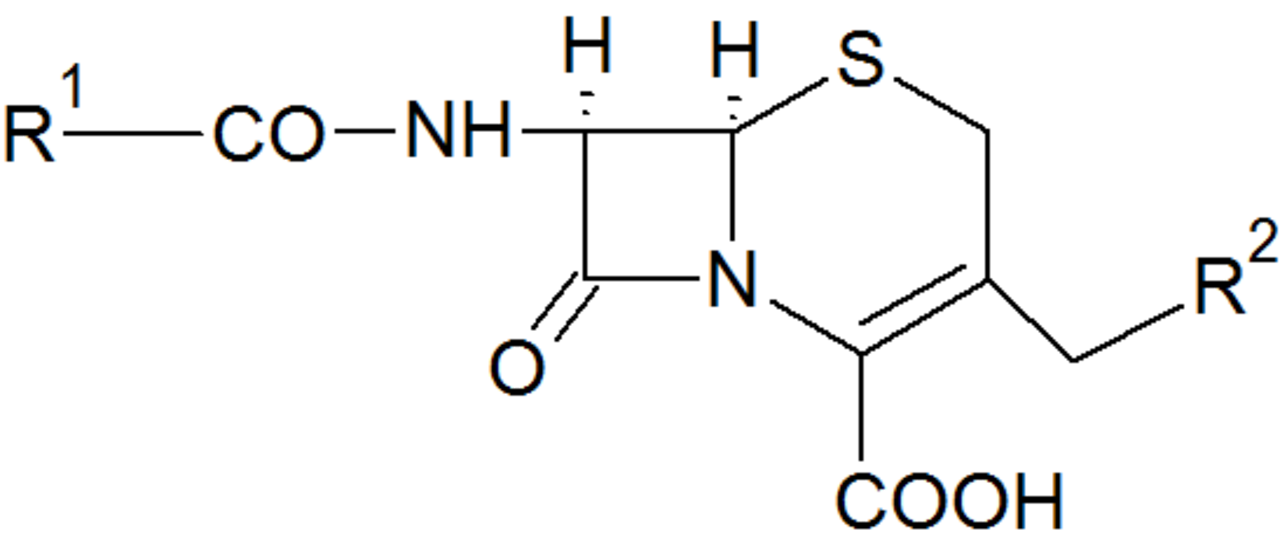 A photograph of Beta