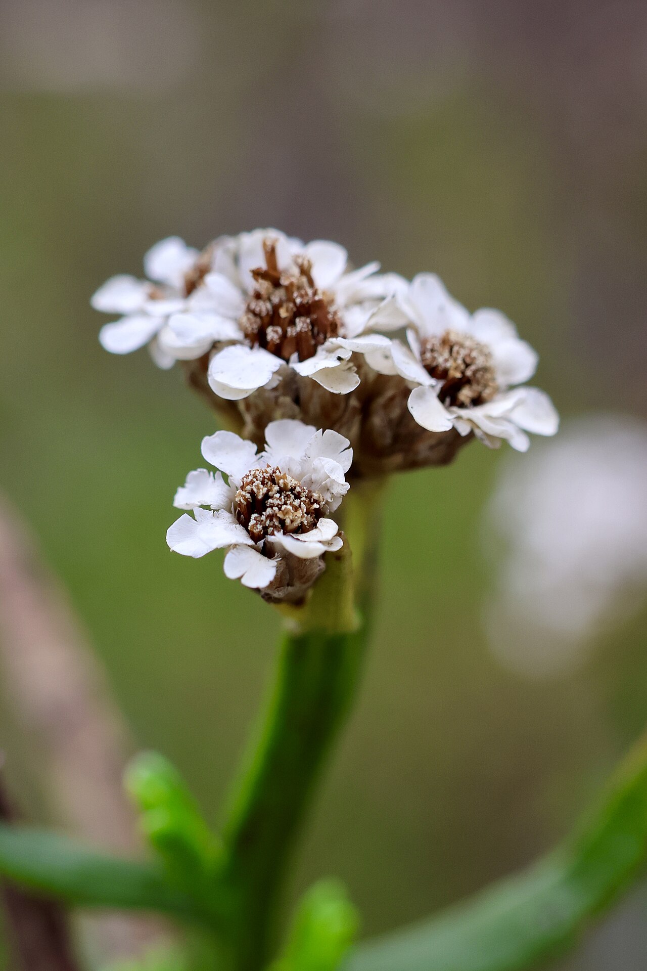 Black Hill Conservation Park の写真