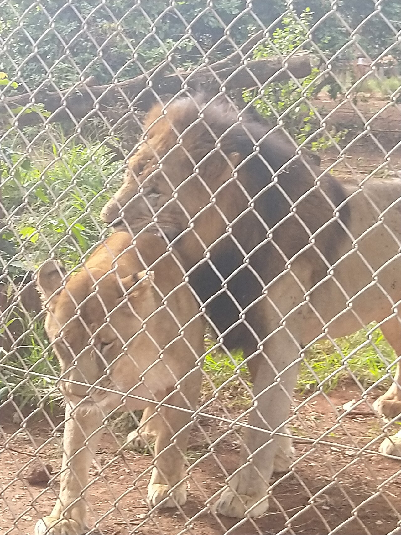 A photograph of Animal Orphanage