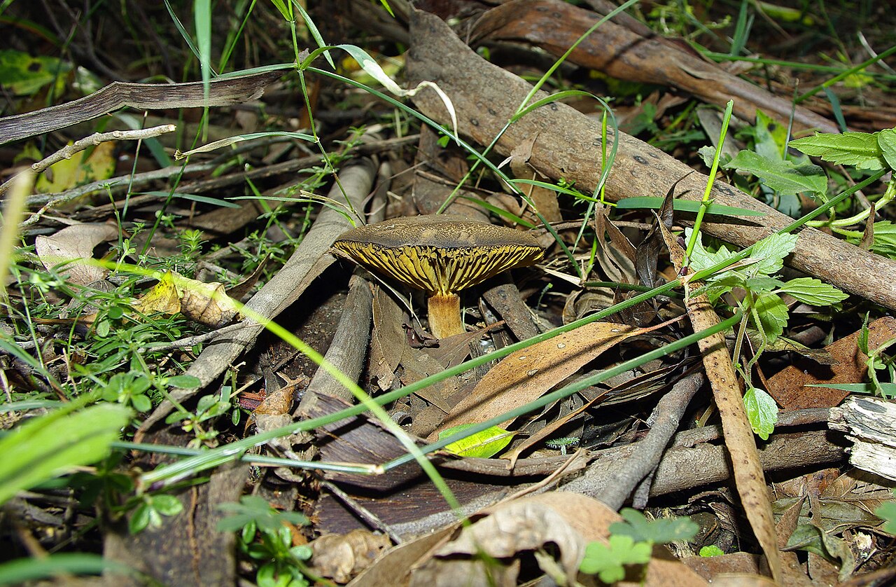 Ein Foto von Dandenong Ranges National Park