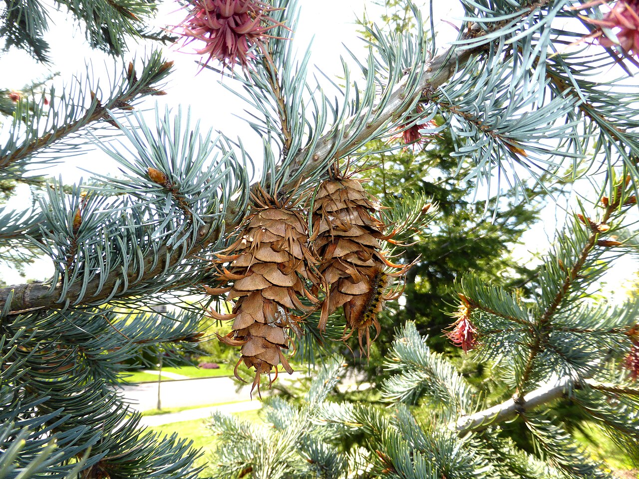 A photograph of Queen Elizabeth Park