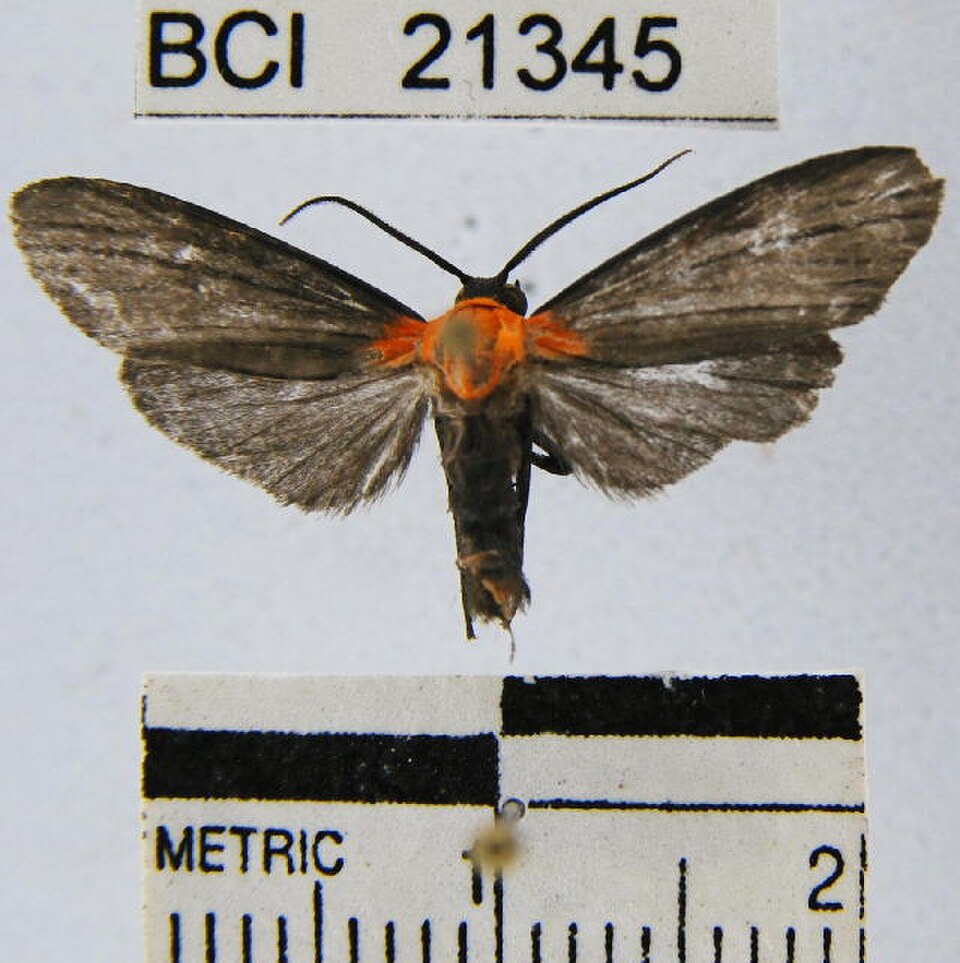 A photograph of Balbura