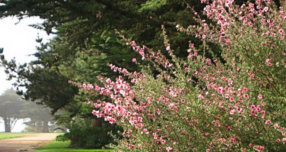 A photograph of Sutro Heights Park