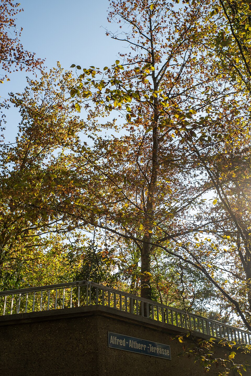Alfred-Altherr-Terrasse