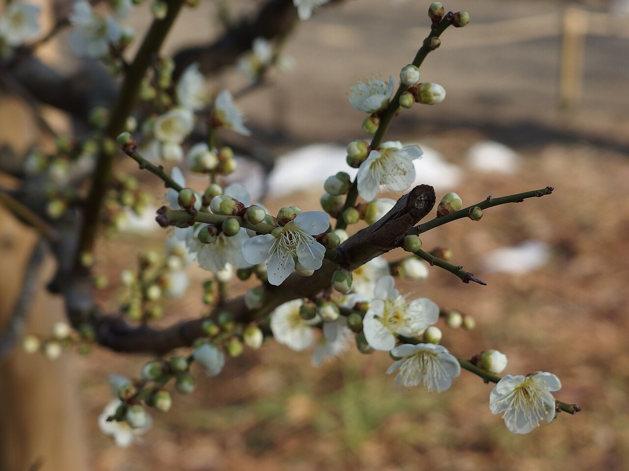 Mukōjima-Hyakkaen Garden fotoğrafı