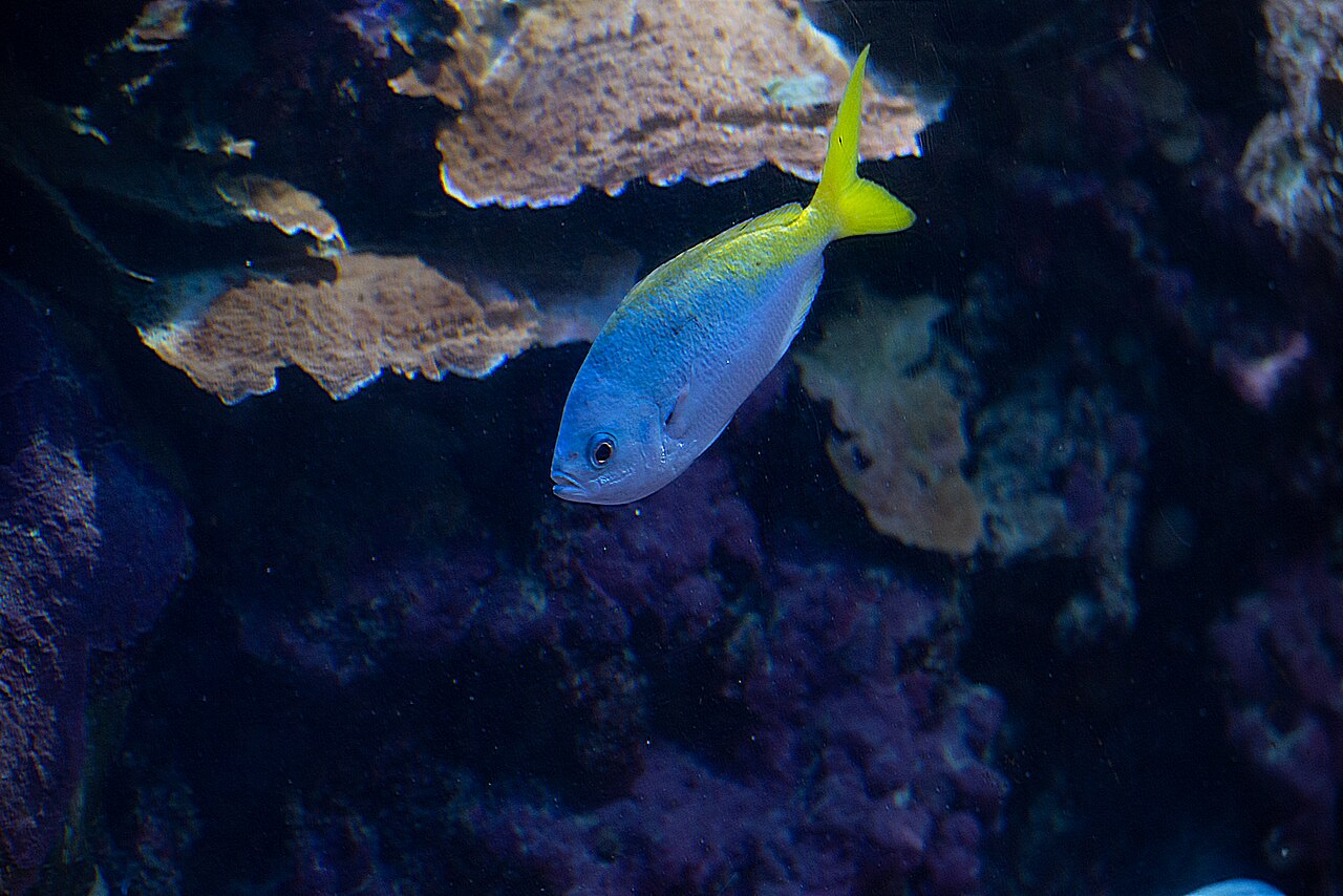 Skansen Aquarium fotoğrafı