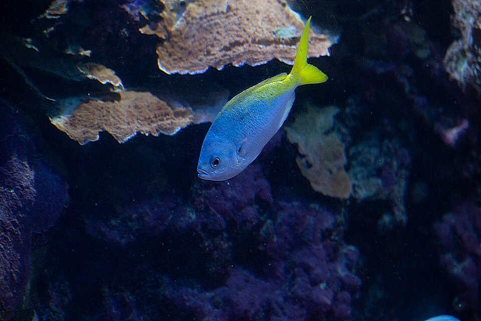 A photograph of Skansen Aquarium