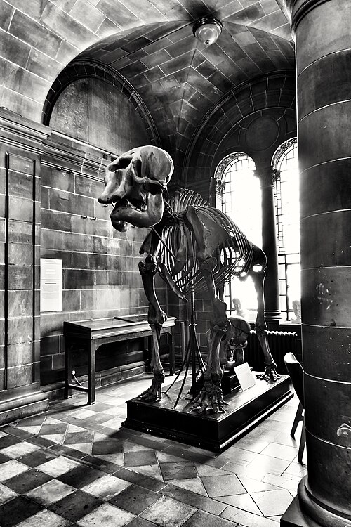 Anatomical Museum