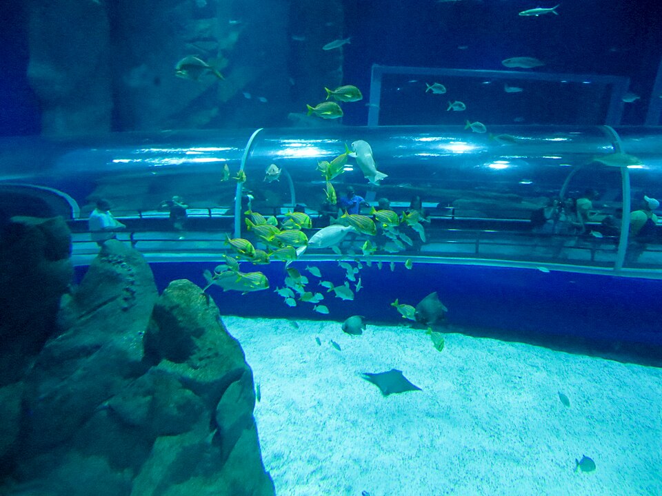 A photograph of AquaRio
