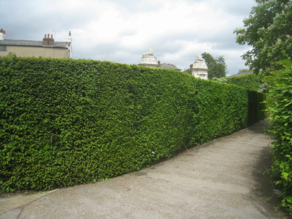 A photograph of Hampton Court Maze