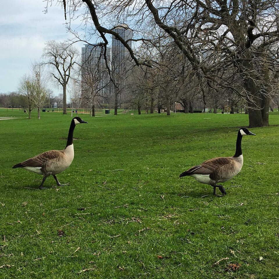 A photograph of Lincoln Park Zoo