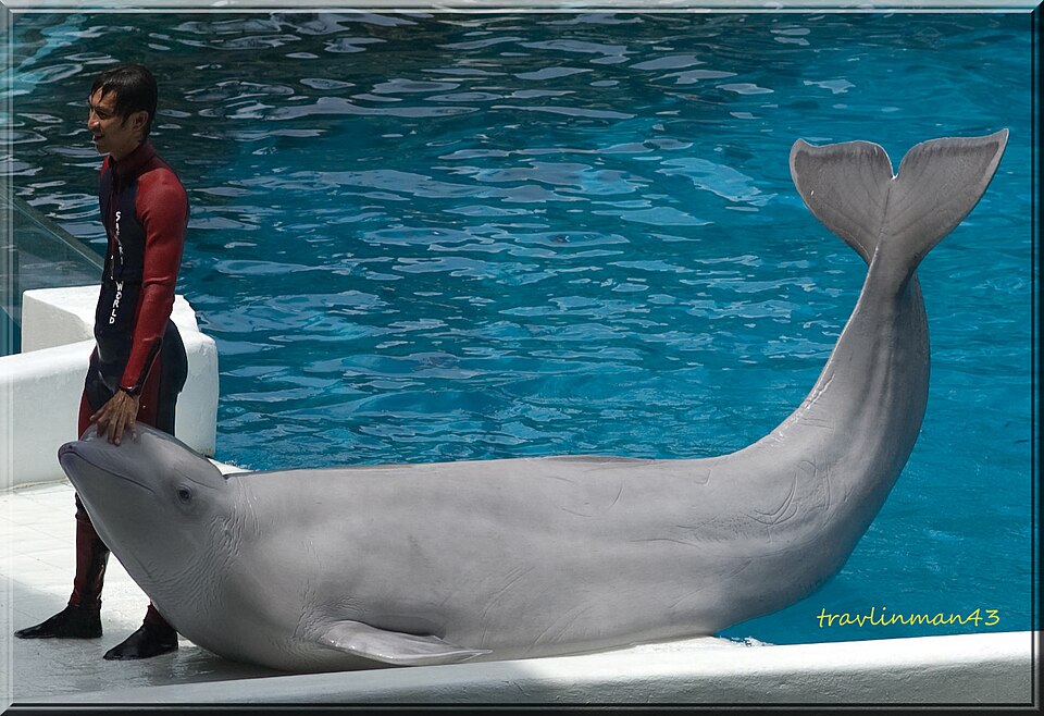 A photograph of Safari World