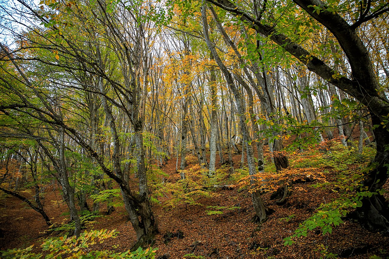 Tiflis Millî Parkı fotoğrafı