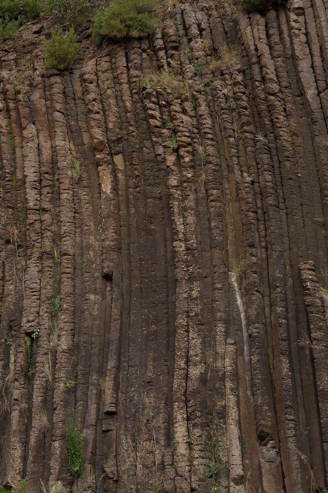 Ein Foto von Organ Pipes National Park