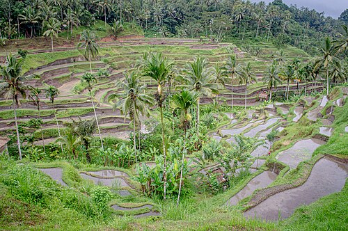Tegallalang Rice Terraces
