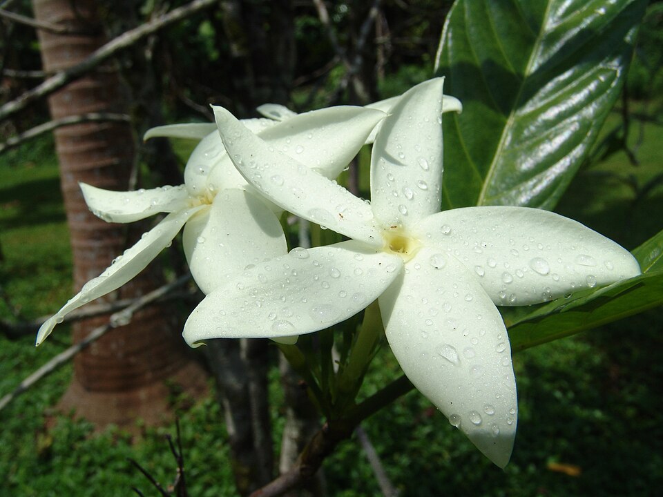 A photograph of Ho'omaluhia Botanical Garden