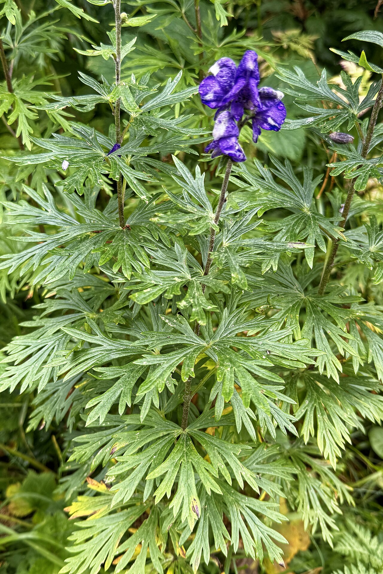 Alpengarten fotoğrafı