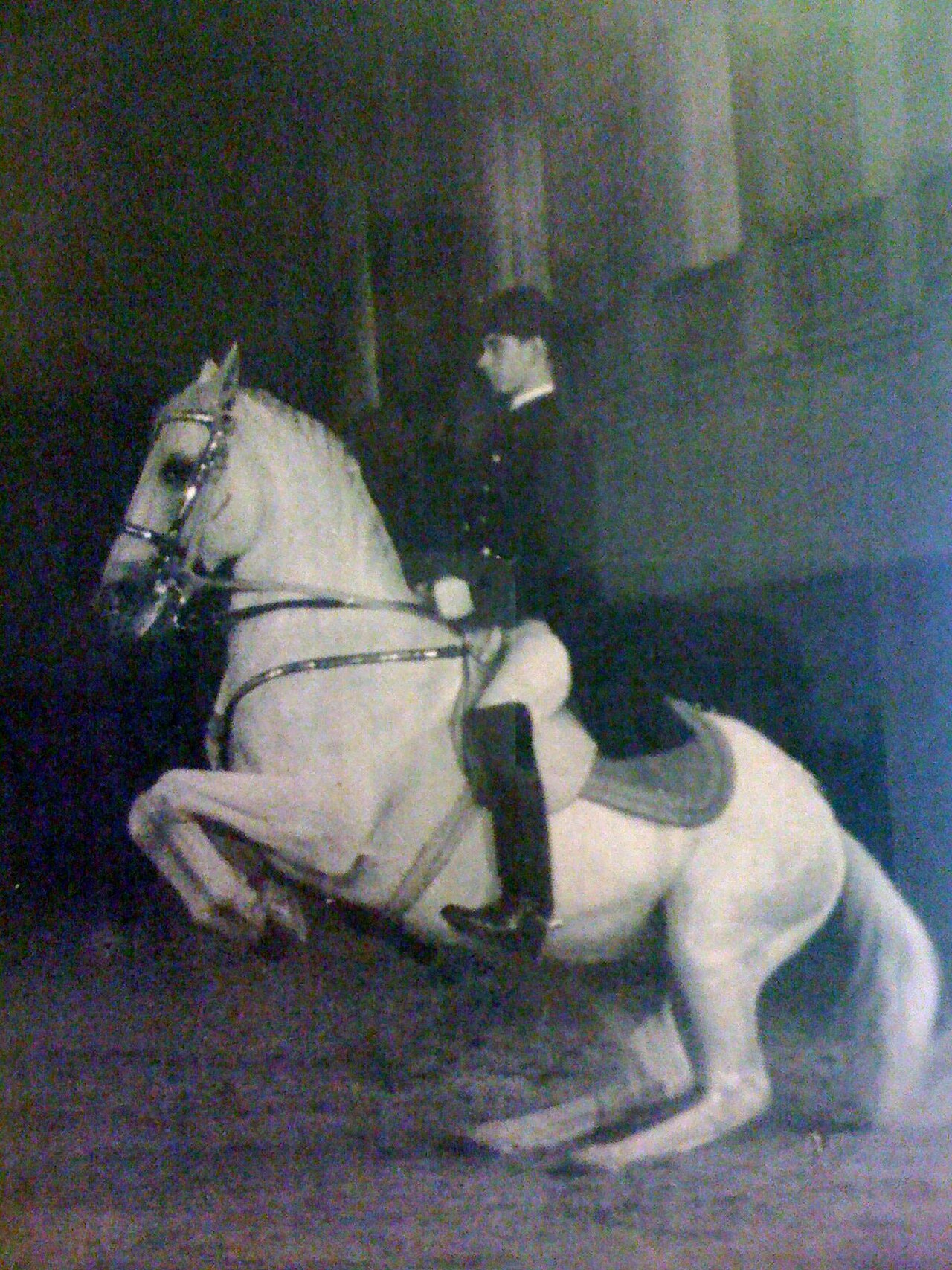 Spanish Riding School の写真