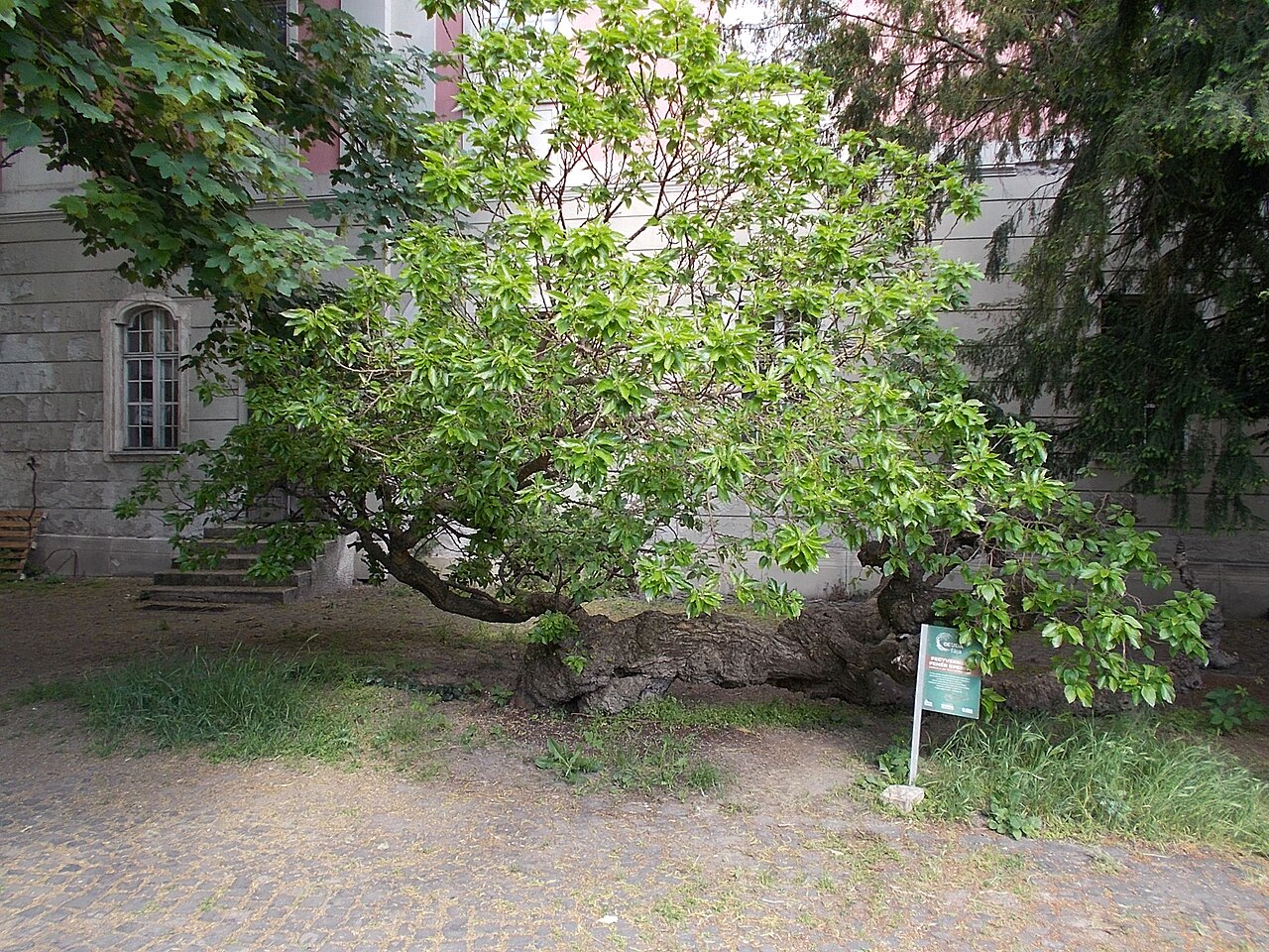 صورة Zichy Palace, Óbuda