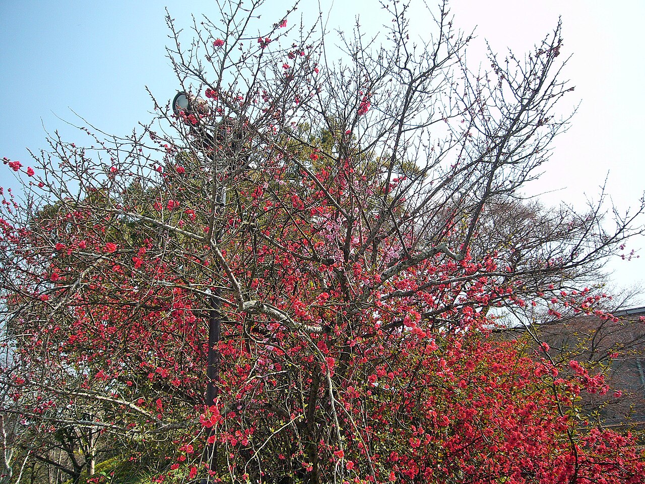 Una fotografia di Byōdō-in Temple