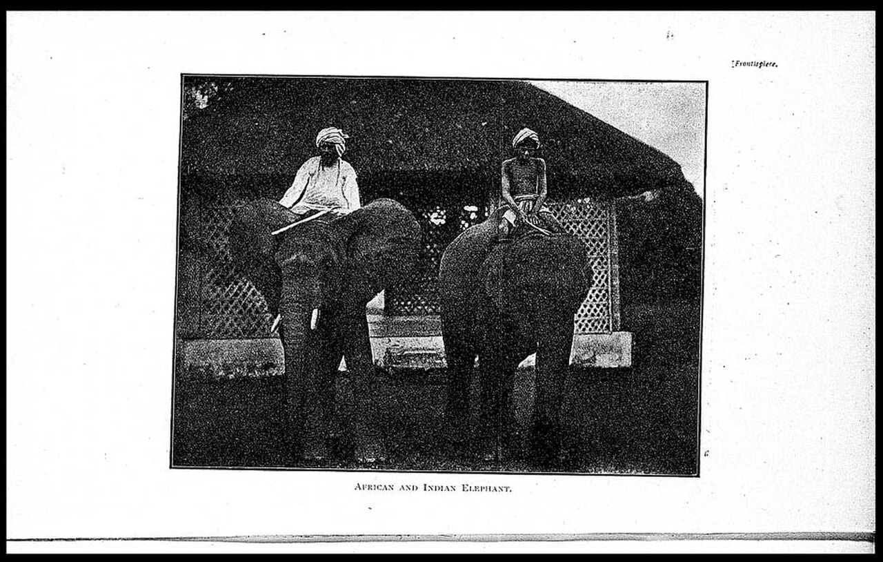 Elephant riding fotoğrafı