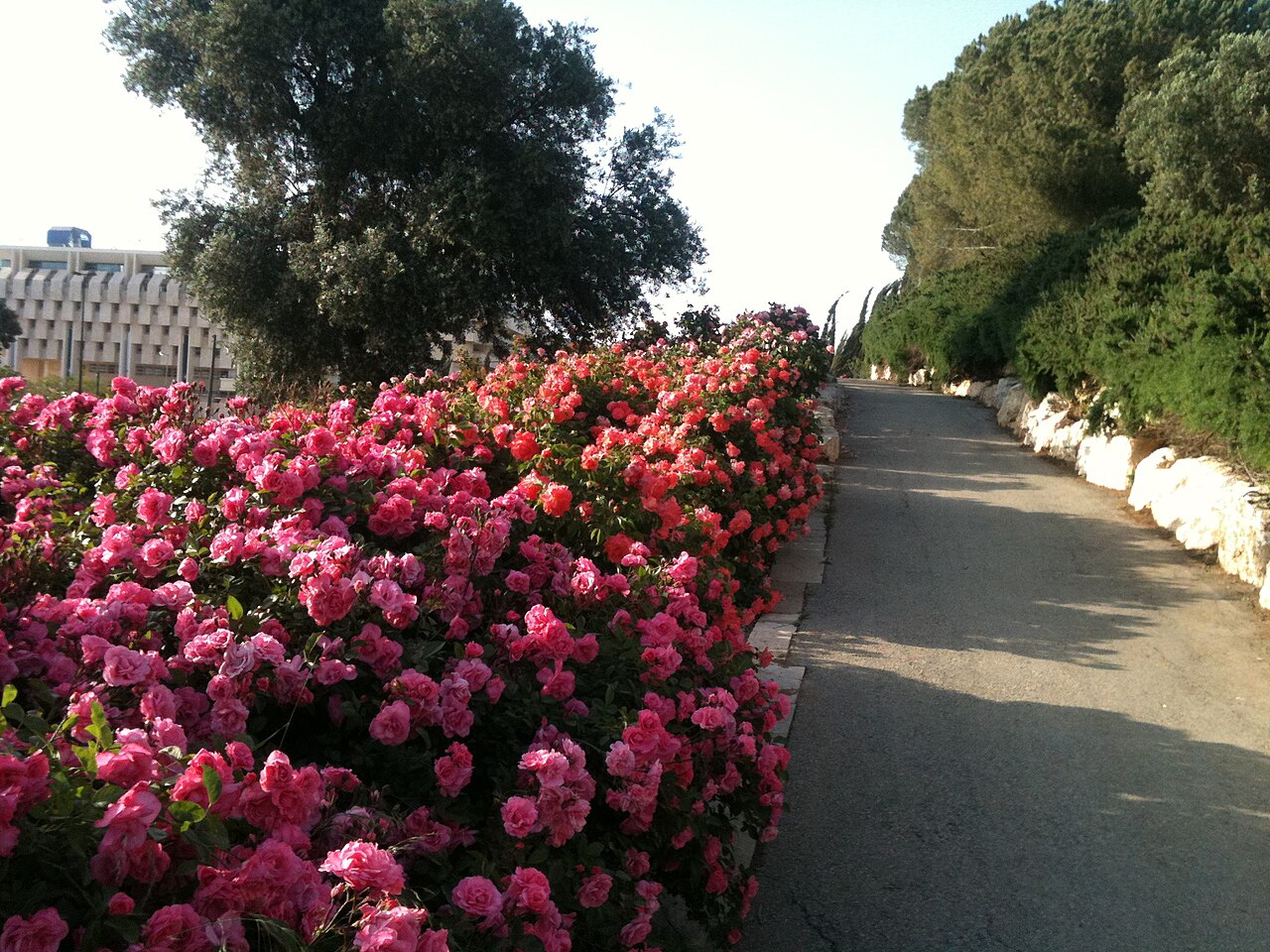 Wohl Rose Park