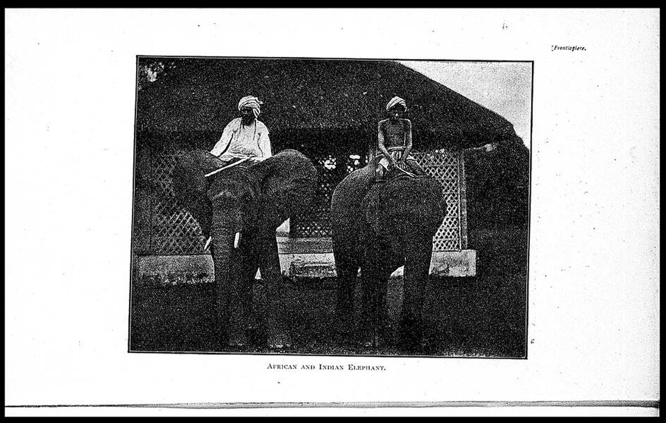 A photograph of Elephant riding