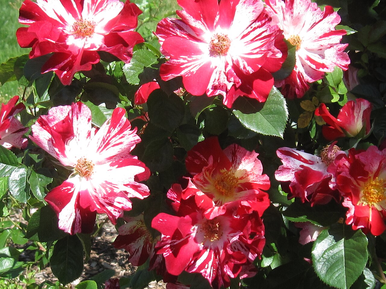 James P. Kelleher Rose Garden의 사진