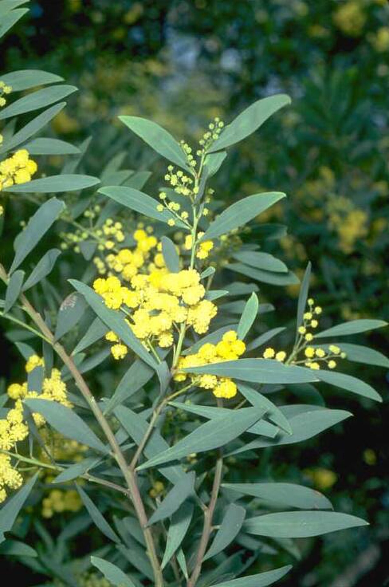 Adelaide Botanic Garden の写真