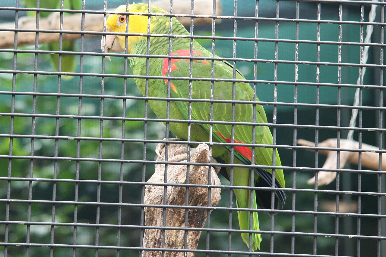 Aviary Park fotoğrafı